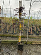 ALBIZIA JULIBRISSIN SUMMER CHOCOLATE