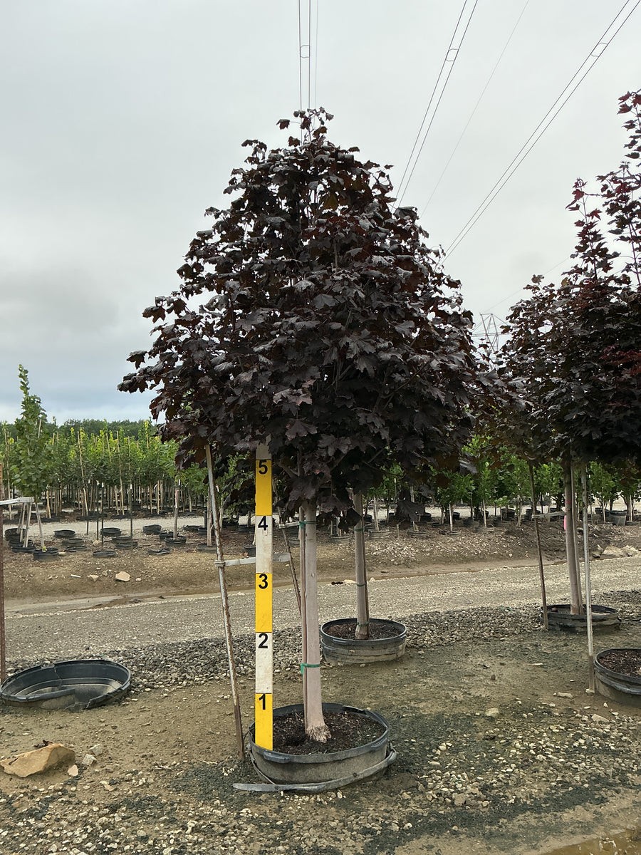 Acer platanoides 'Crimson King' â€” G45 2.5