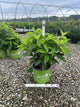 Hydrangea 'P Love-A-Lot Pink Rp10'