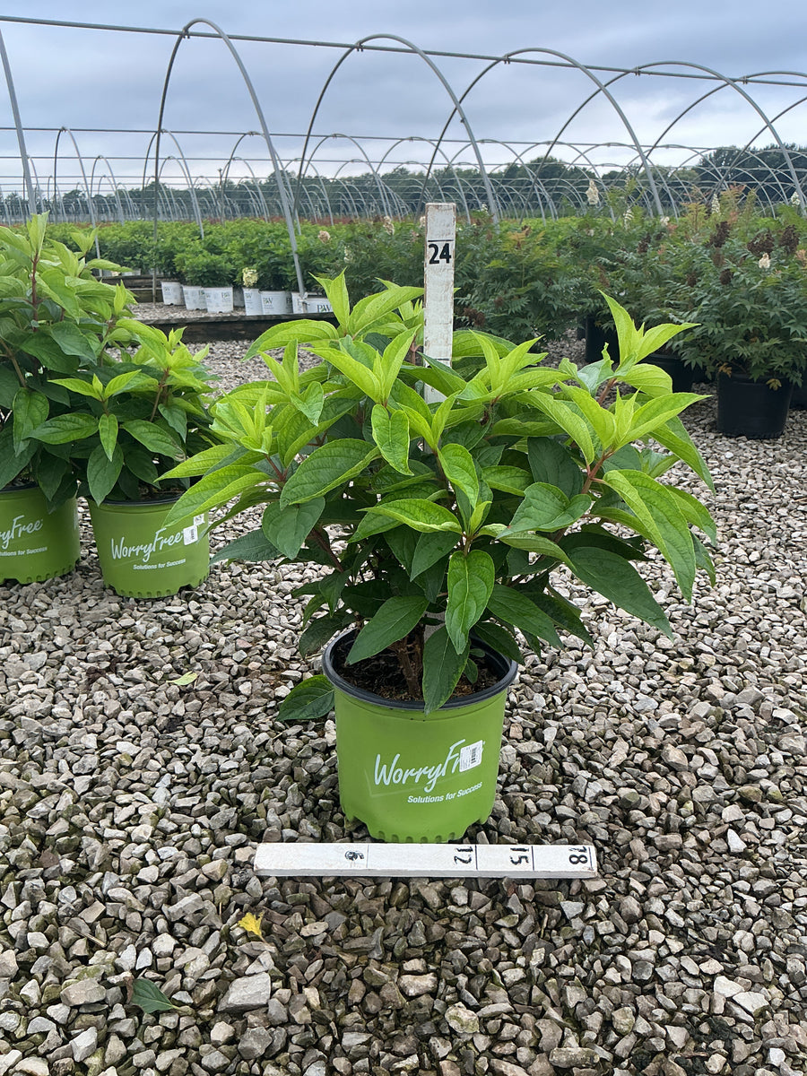 Hydrangea 'P Love-A-Lot Pink Rp10'