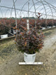Physocarpus O 'Ginger Wine'