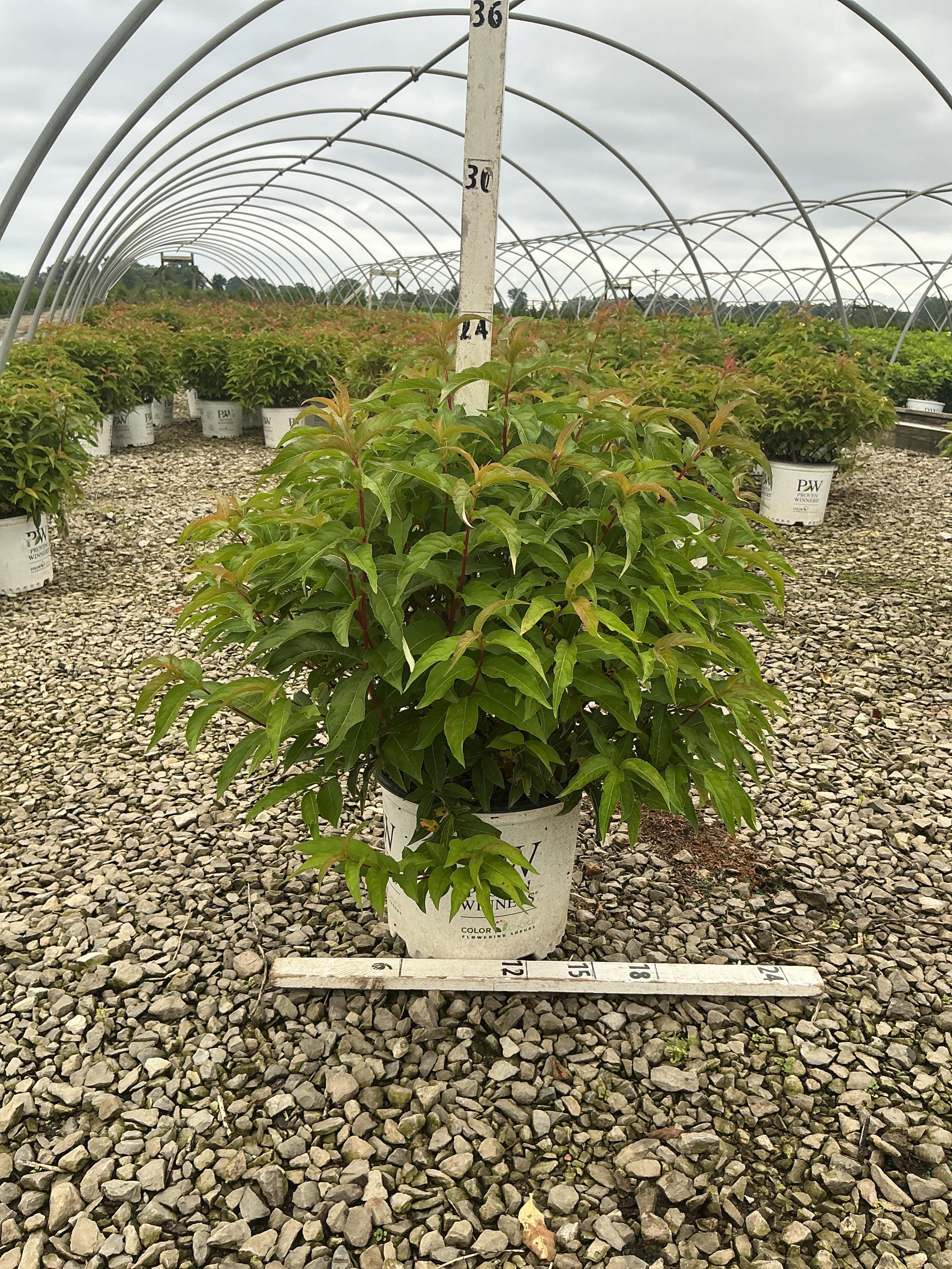 Diervilla sessilifolia 'Kodiak Orange'