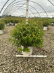 Diervilla sessilifolia 'Kodiak Orange'