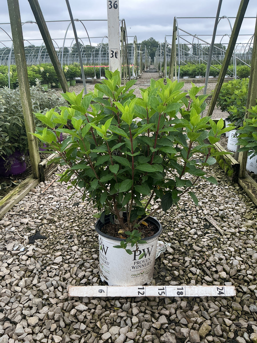 Hydrangea 'P Limelight Prime'