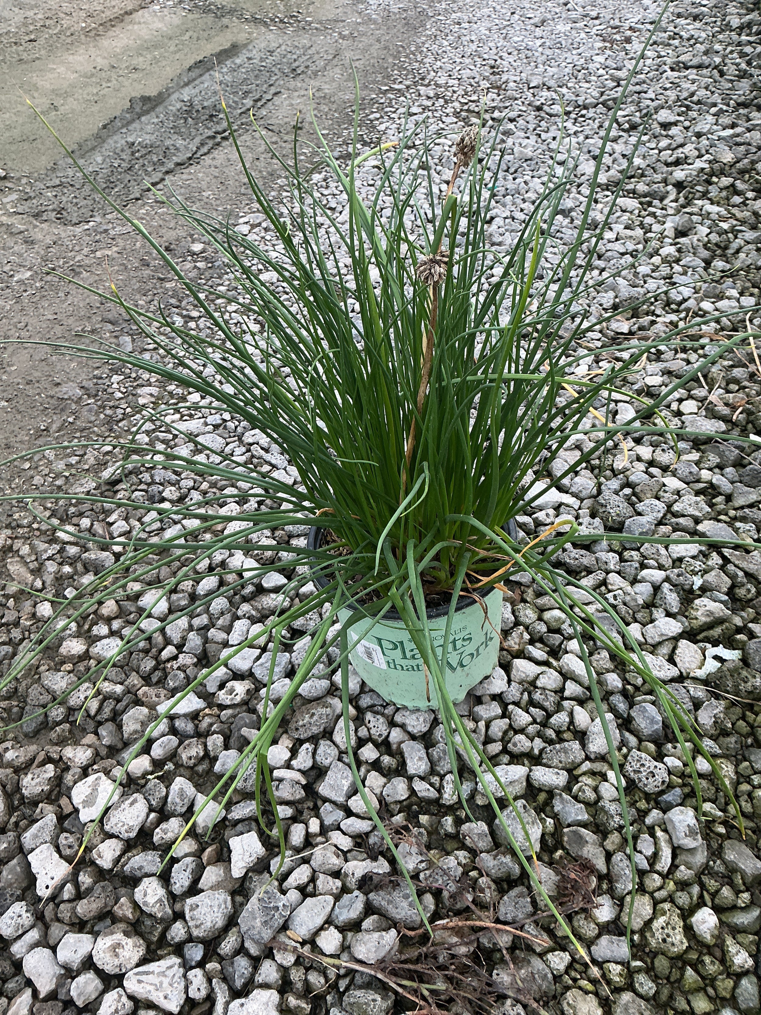 Allium chivette