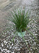 Allium chivette