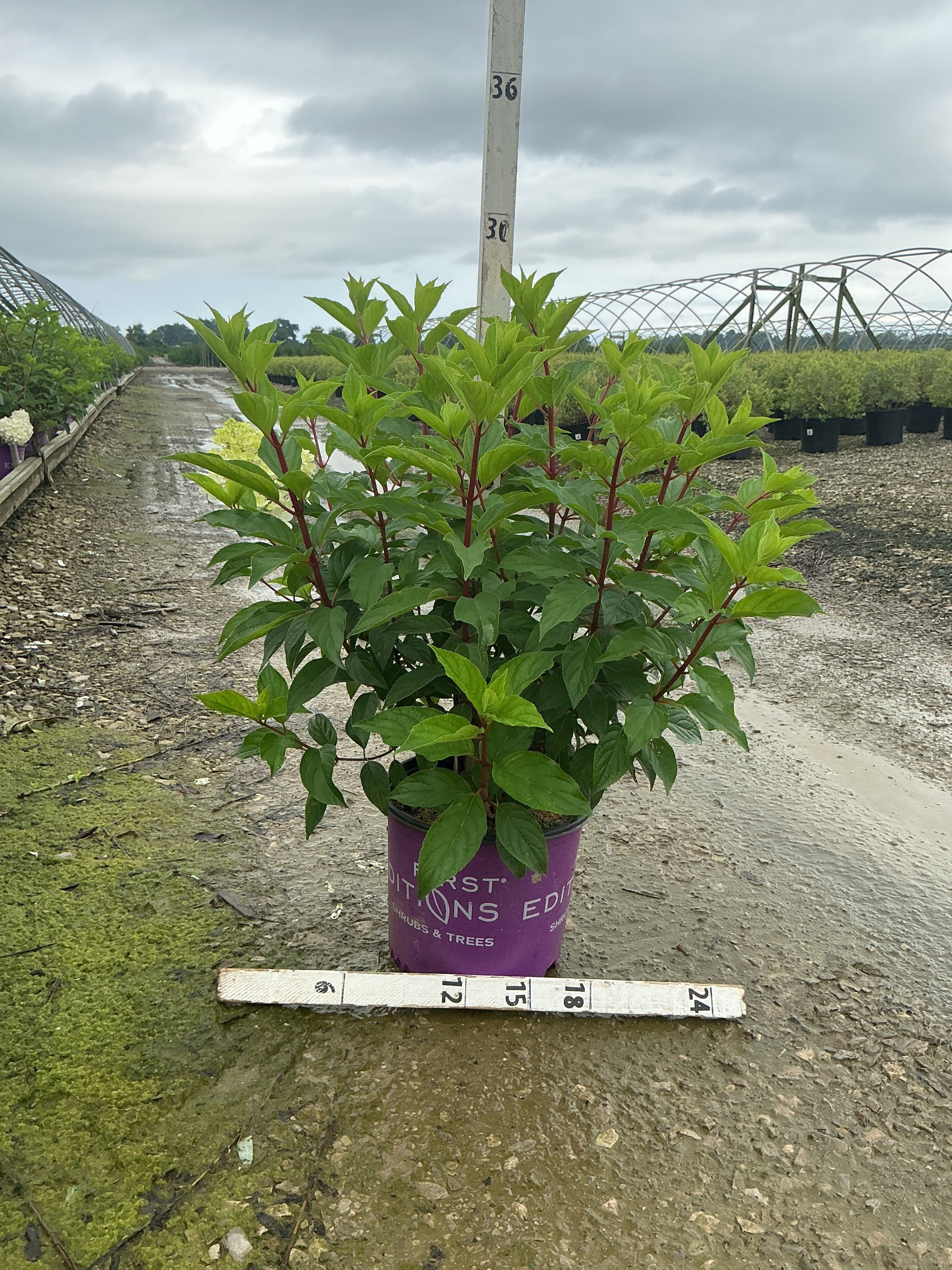 Hydrangea paniculata 'Renhy'