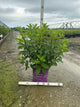 Hydrangea paniculata 'Renhy'