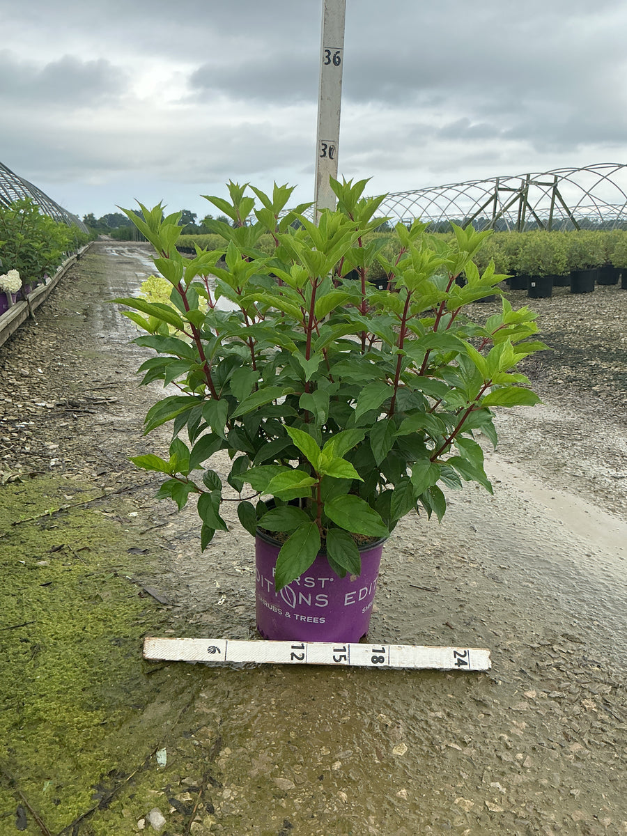 Hydrangea paniculata 'Renhy'