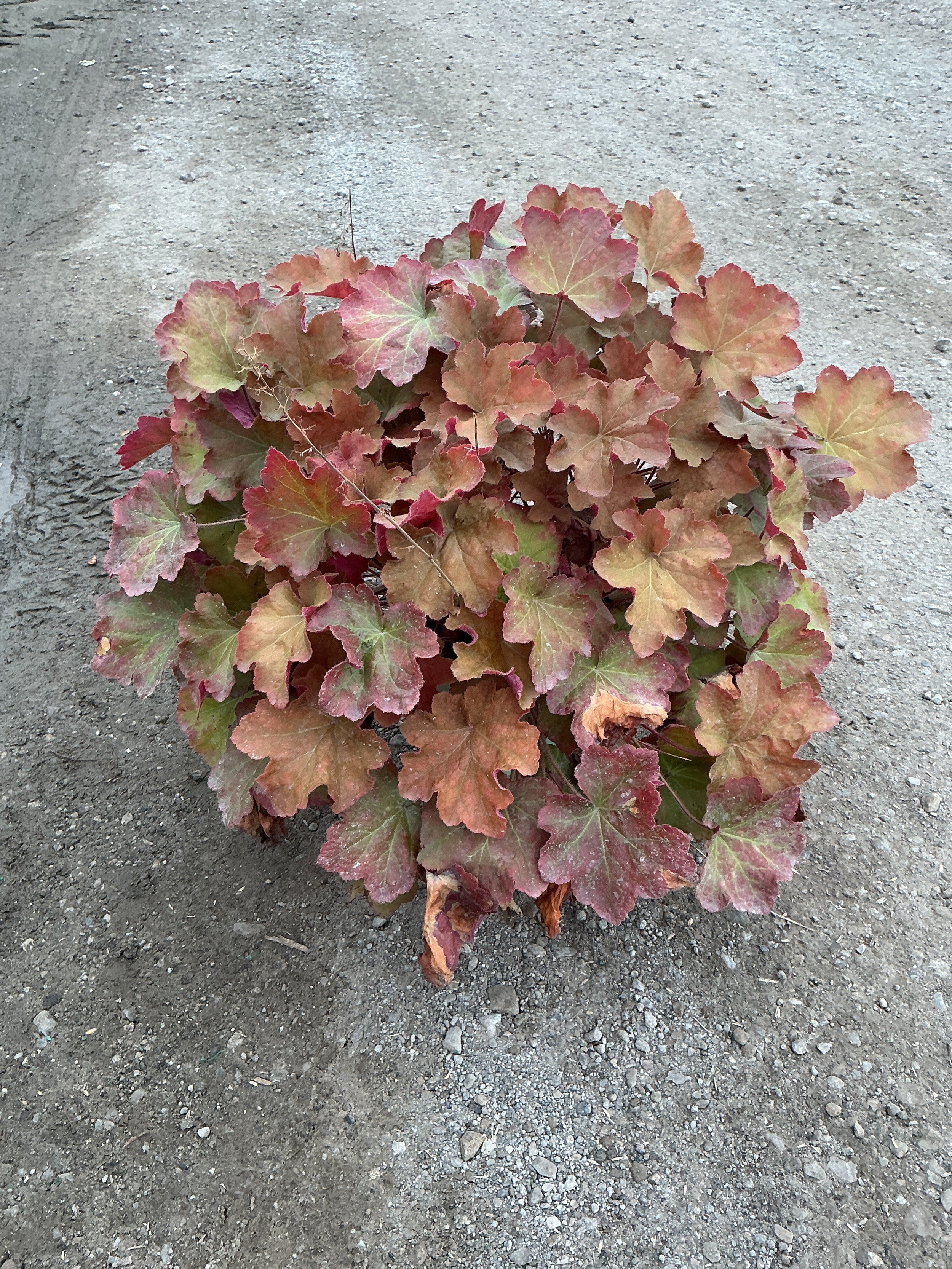 Heuchera caramel 'Caramel'