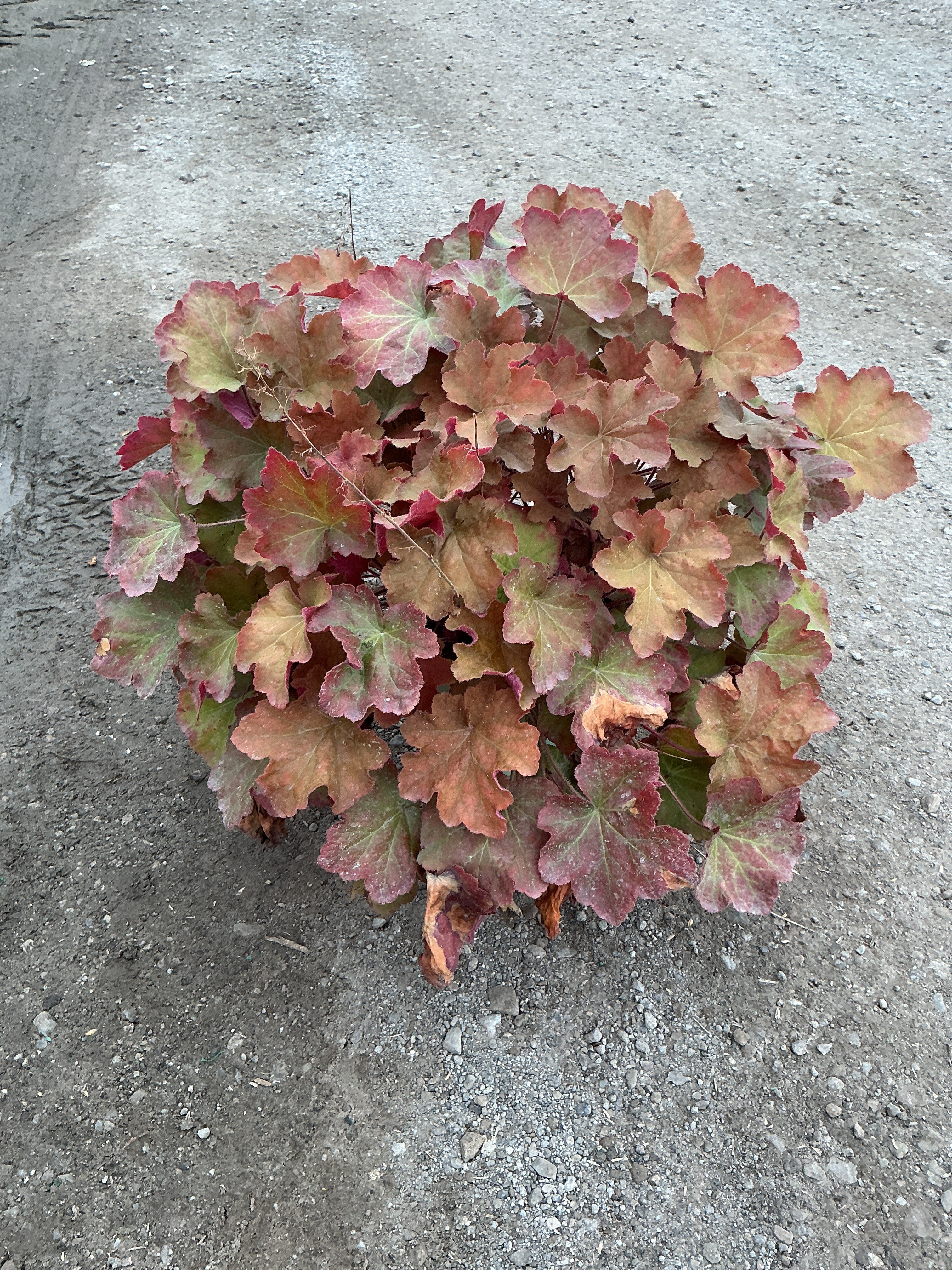 Heuchera caramel 'Caramel'