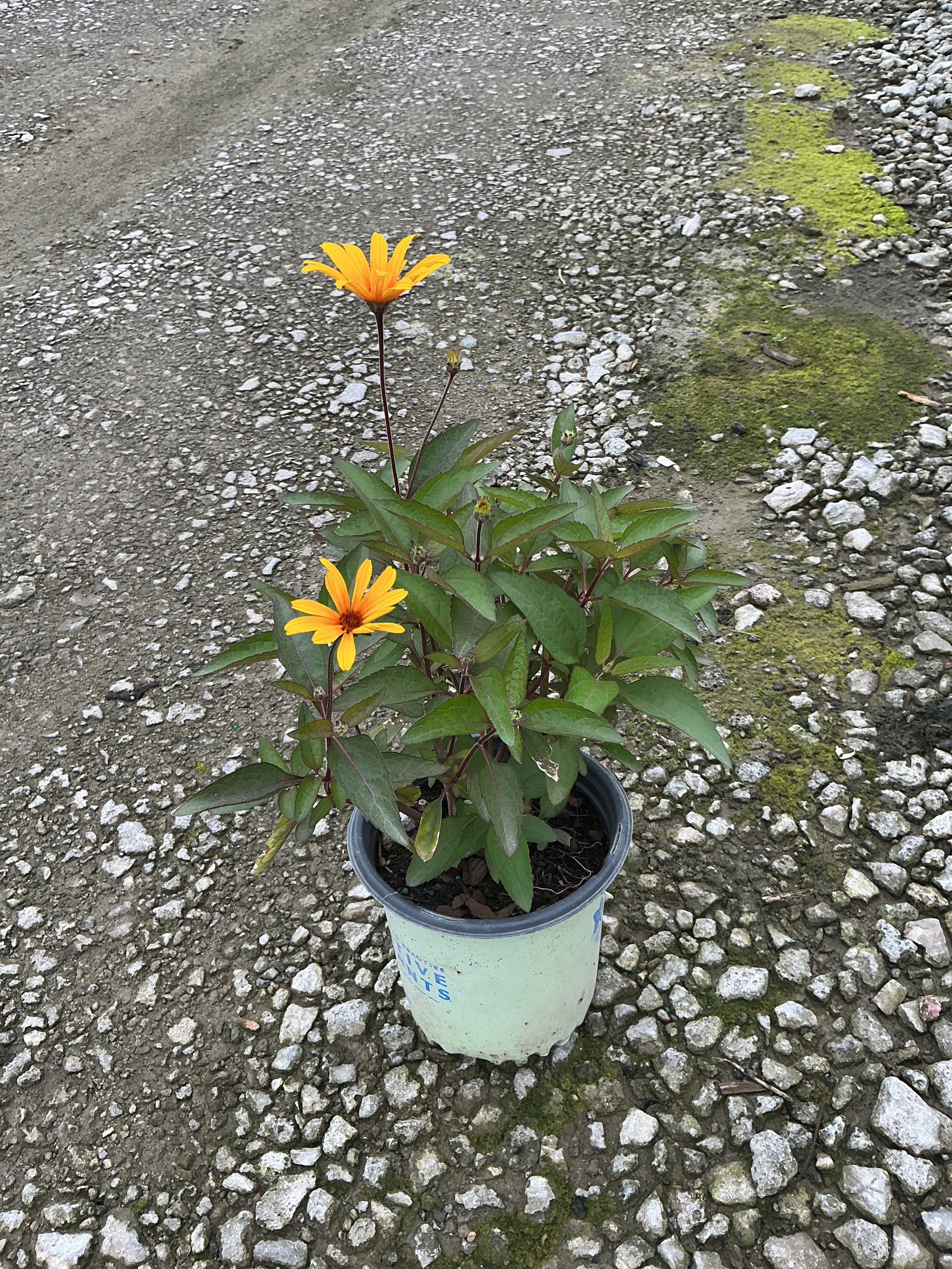 Heliopsis helianthoides 'Burning Hearts'