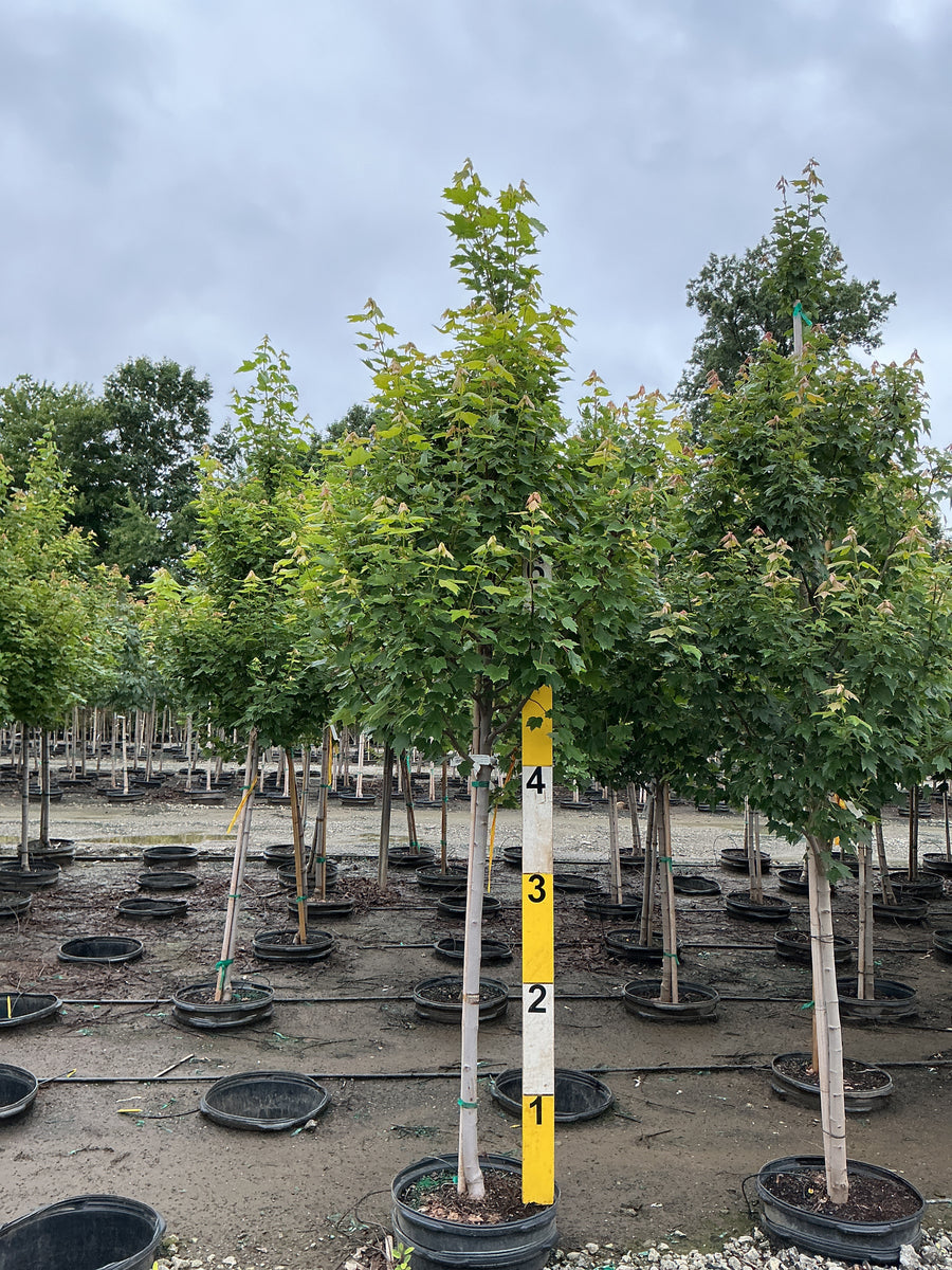 Acer rubrum 'Brandywine' â€” G15 96