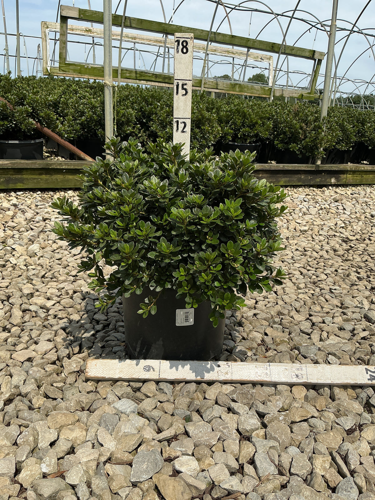 Azalea 'Bixby's Northern Red'