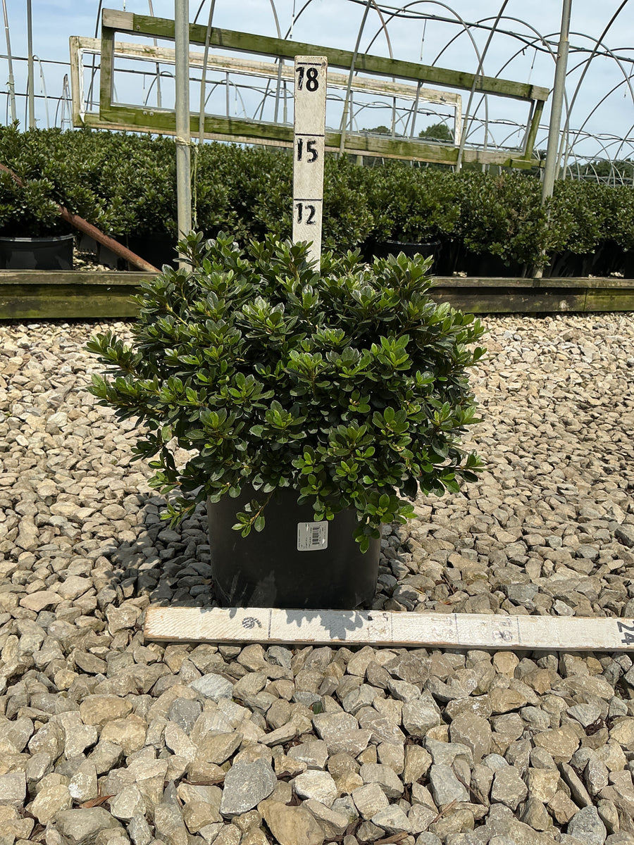 Azalea 'Bixby's Northern Red'