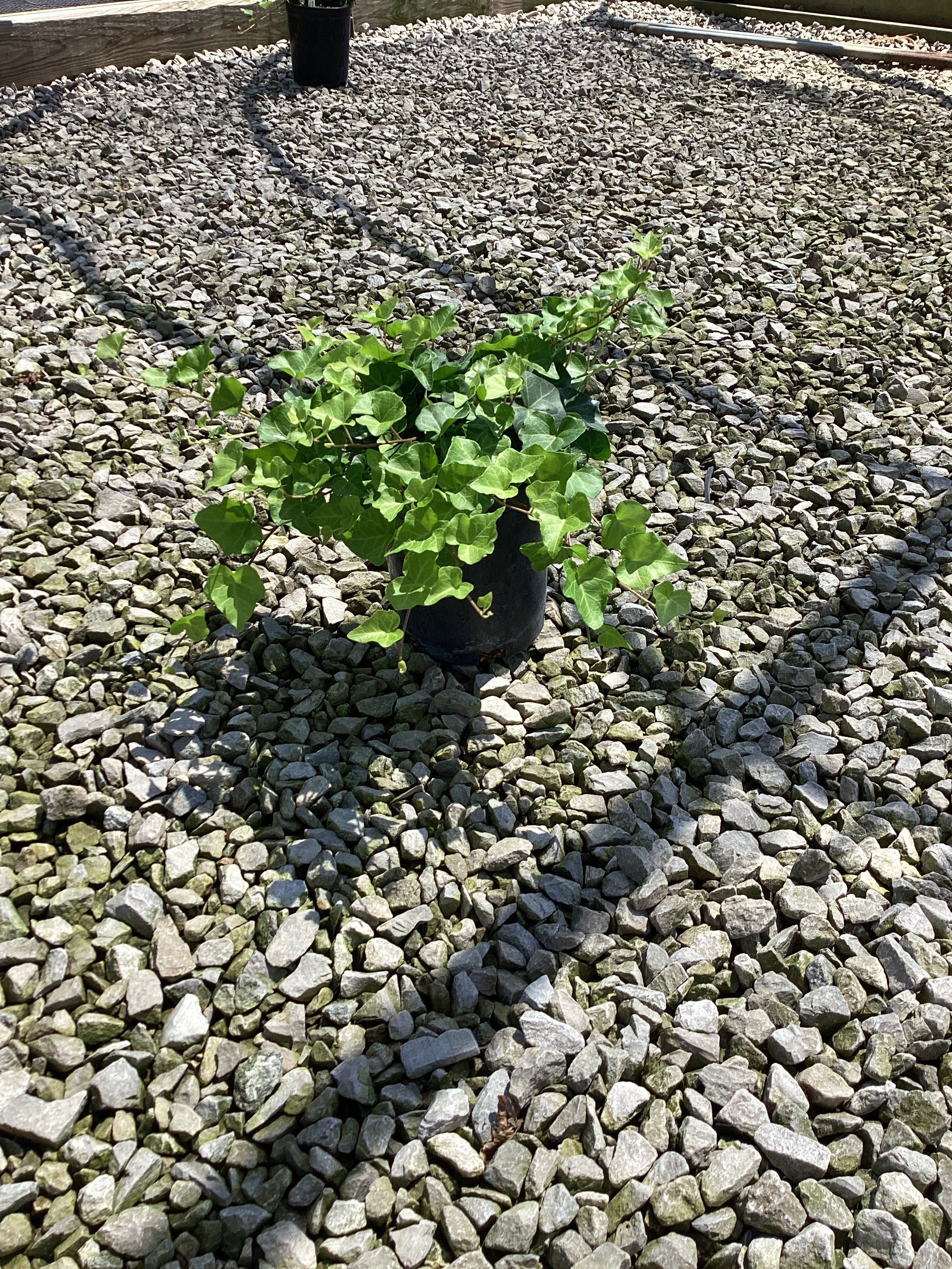 Hedera helix 'Hibernica'