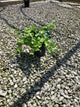 Hedera helix 'Hibernica'