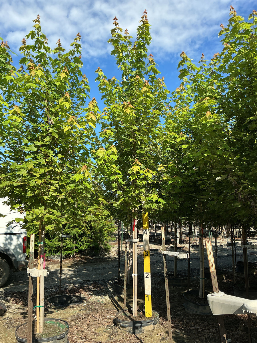 Acer x freemanii 'Jeffersred' â€” G25 1.75