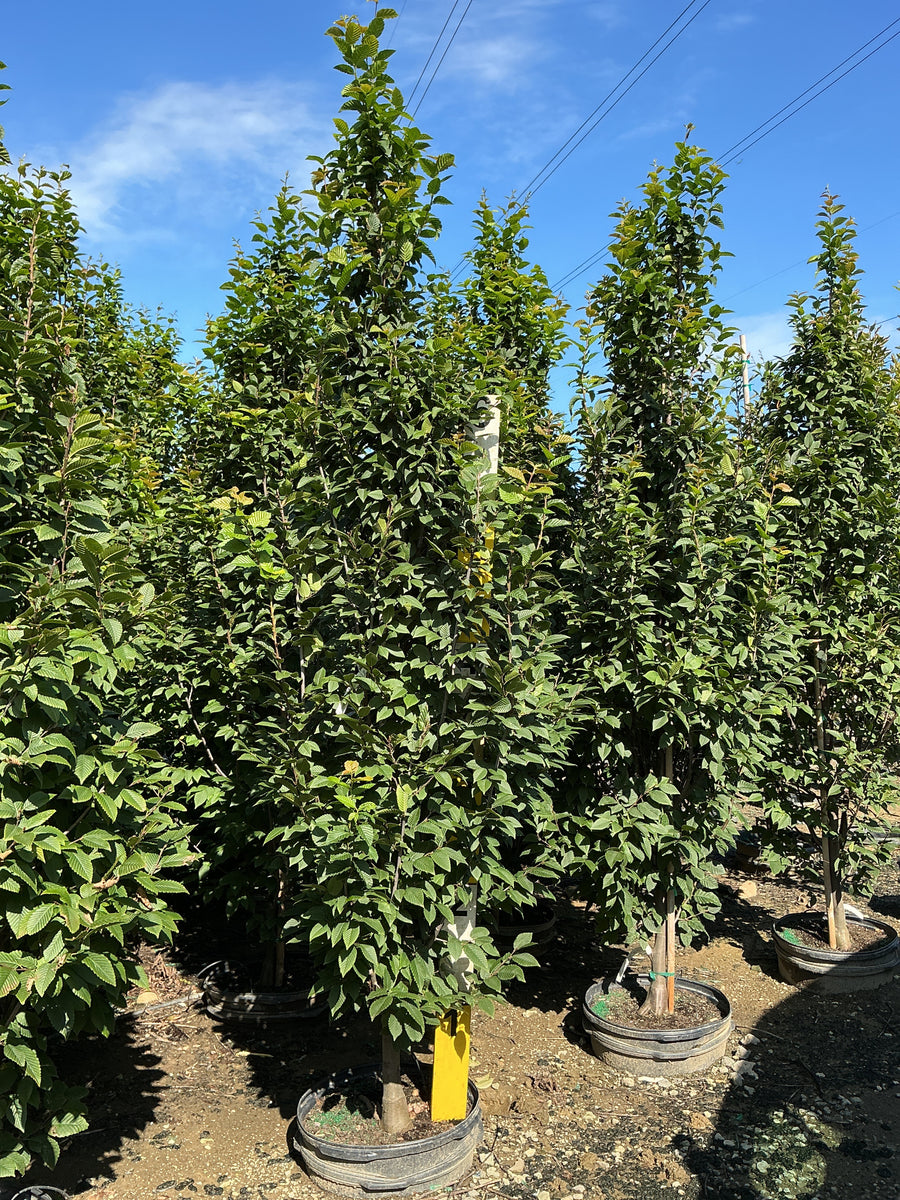 Carpinus betulus 'Lucas'