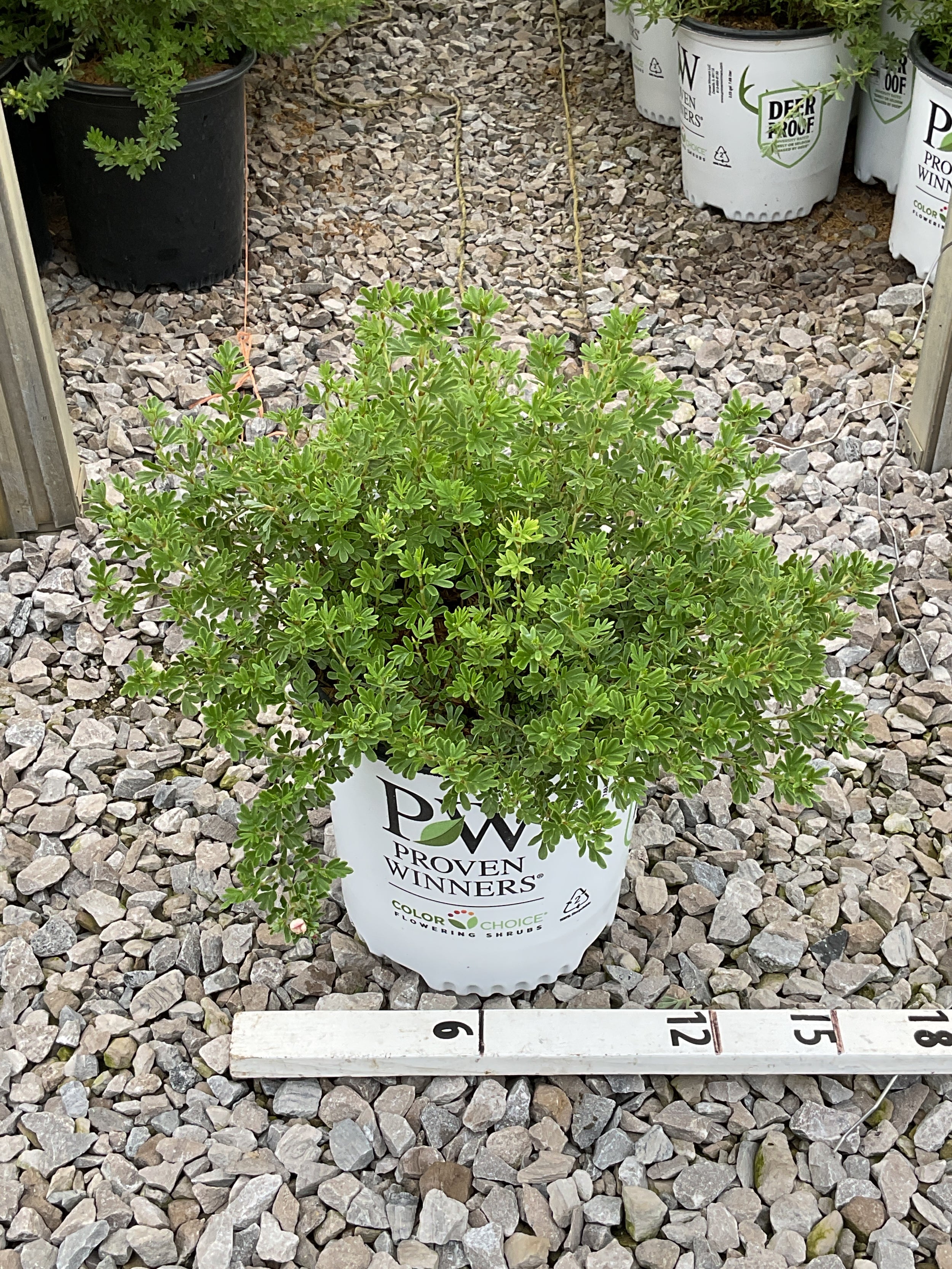 Potentilla 'Happy Face Hearts'