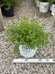 Potentilla 'Happy Face Hearts'