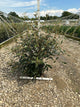 Viburnum x pragense 'Pragense'