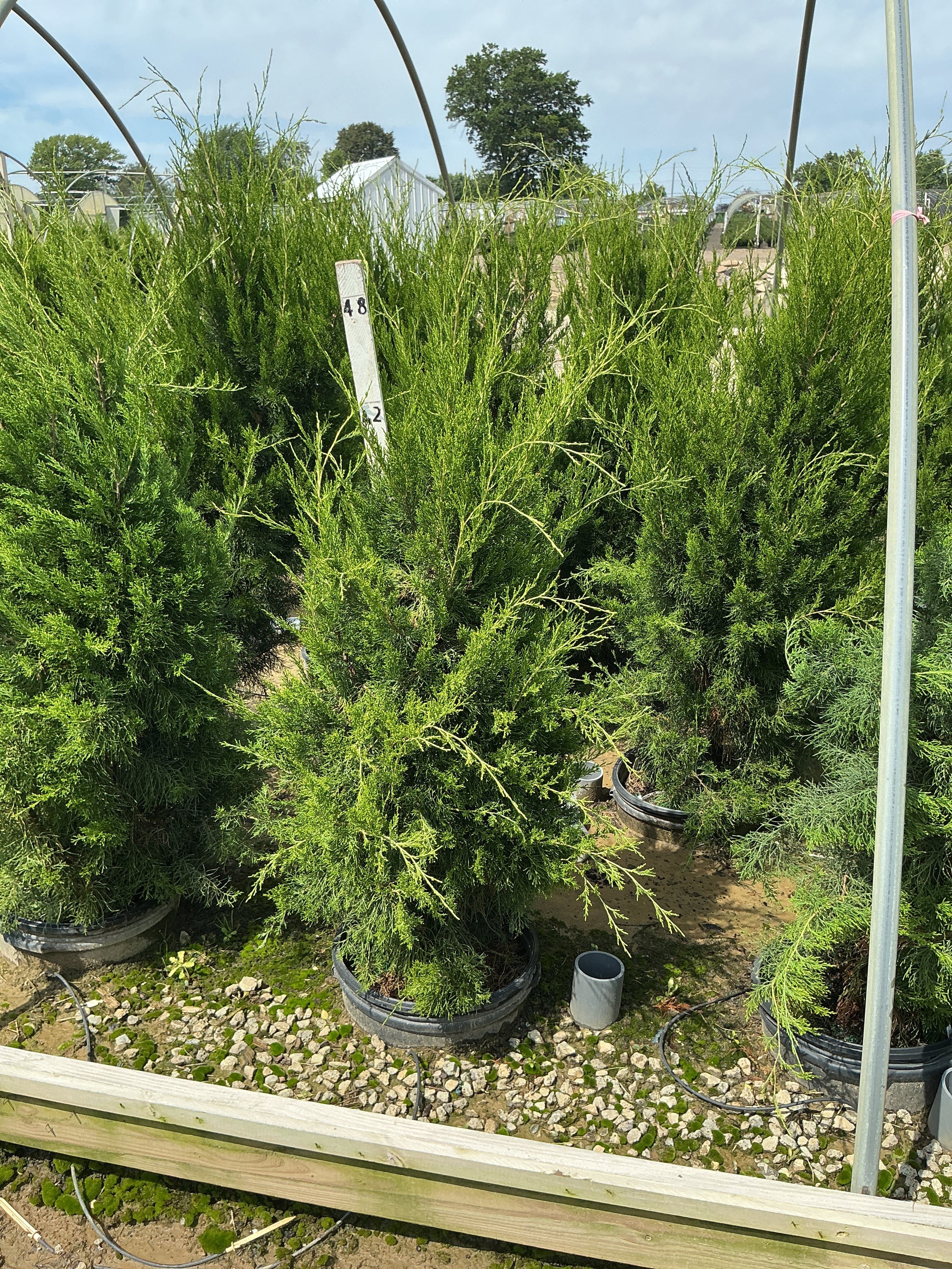 Juniperus virginiana 'Brodie'