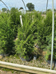 Juniperus virginiana 'Brodie'