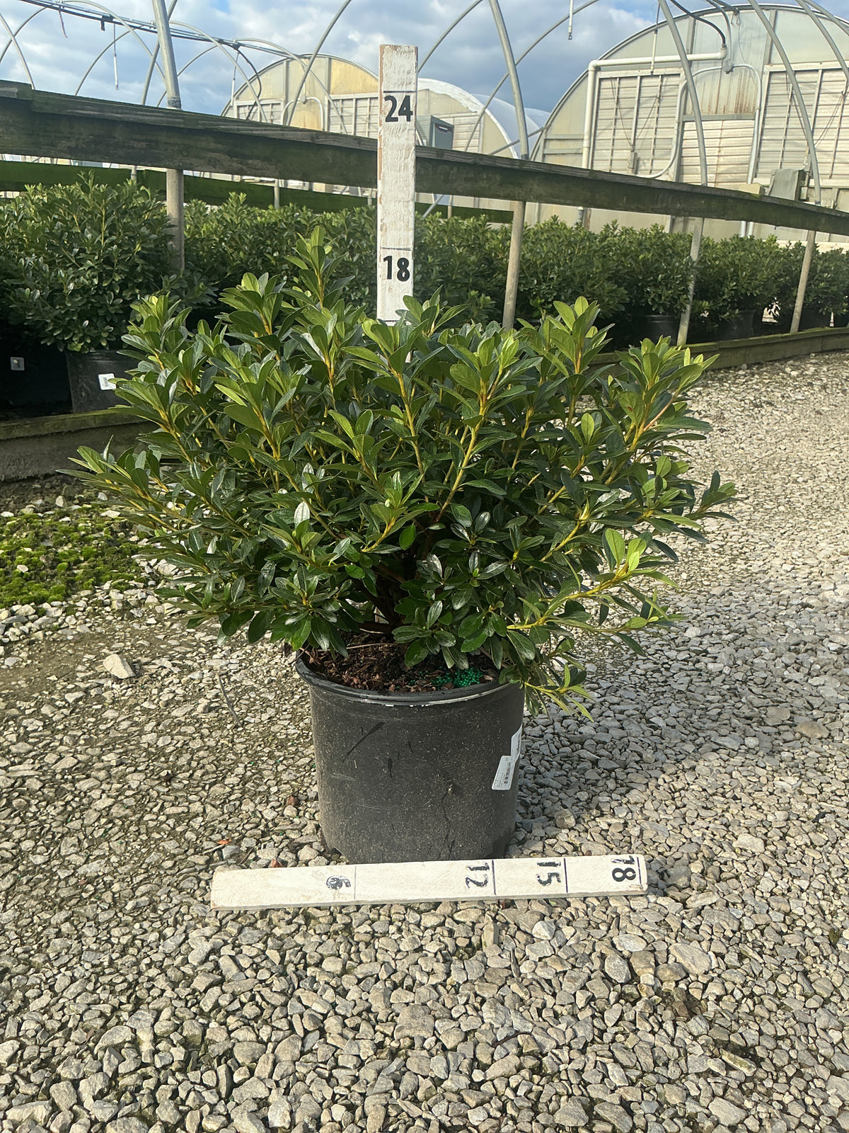 Azalea x 'Karen'