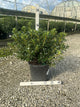 Azalea x 'Karen'