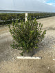 Azalea x 'Stewartstonian'