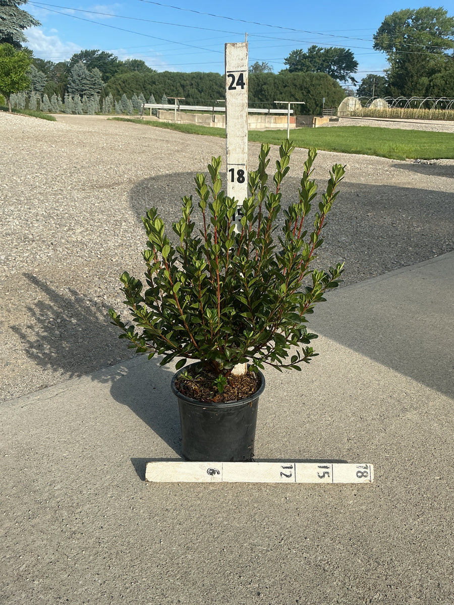Azalea x 'Stewartstonian'