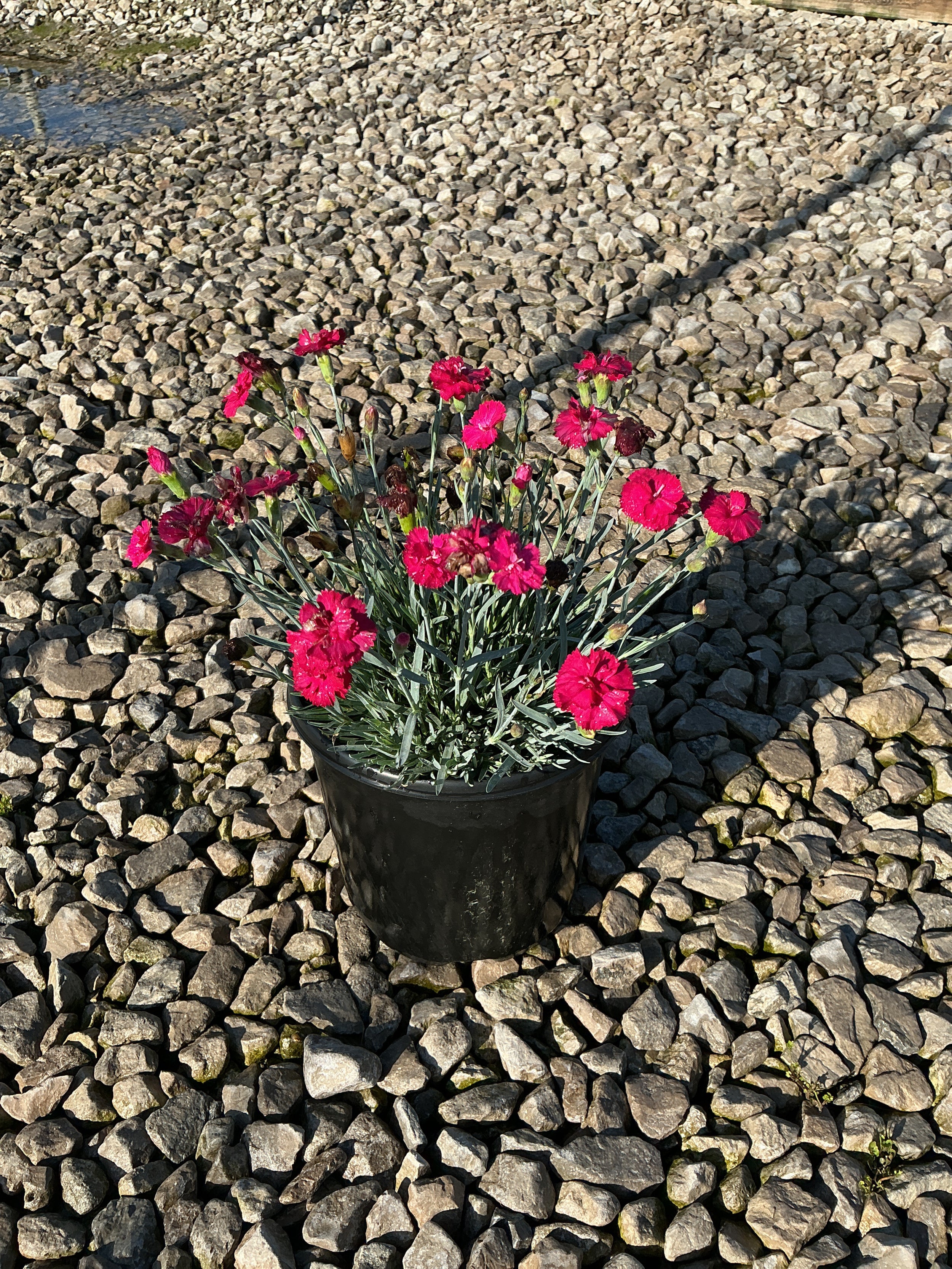 Dianthus gratianopolitanus 'Frosty Fire'
