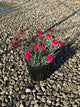 Dianthus gratianopolitanus 'Frosty Fire'