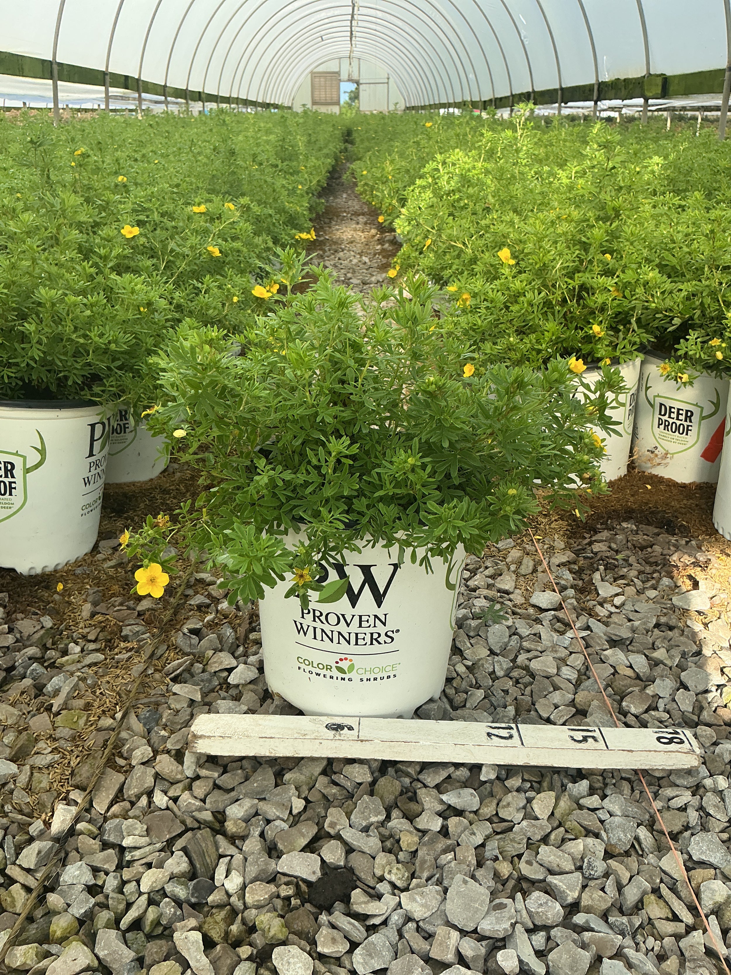 Potentilla 'Happy Face Yellow'