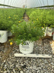 Potentilla 'Happy Face Yellow'