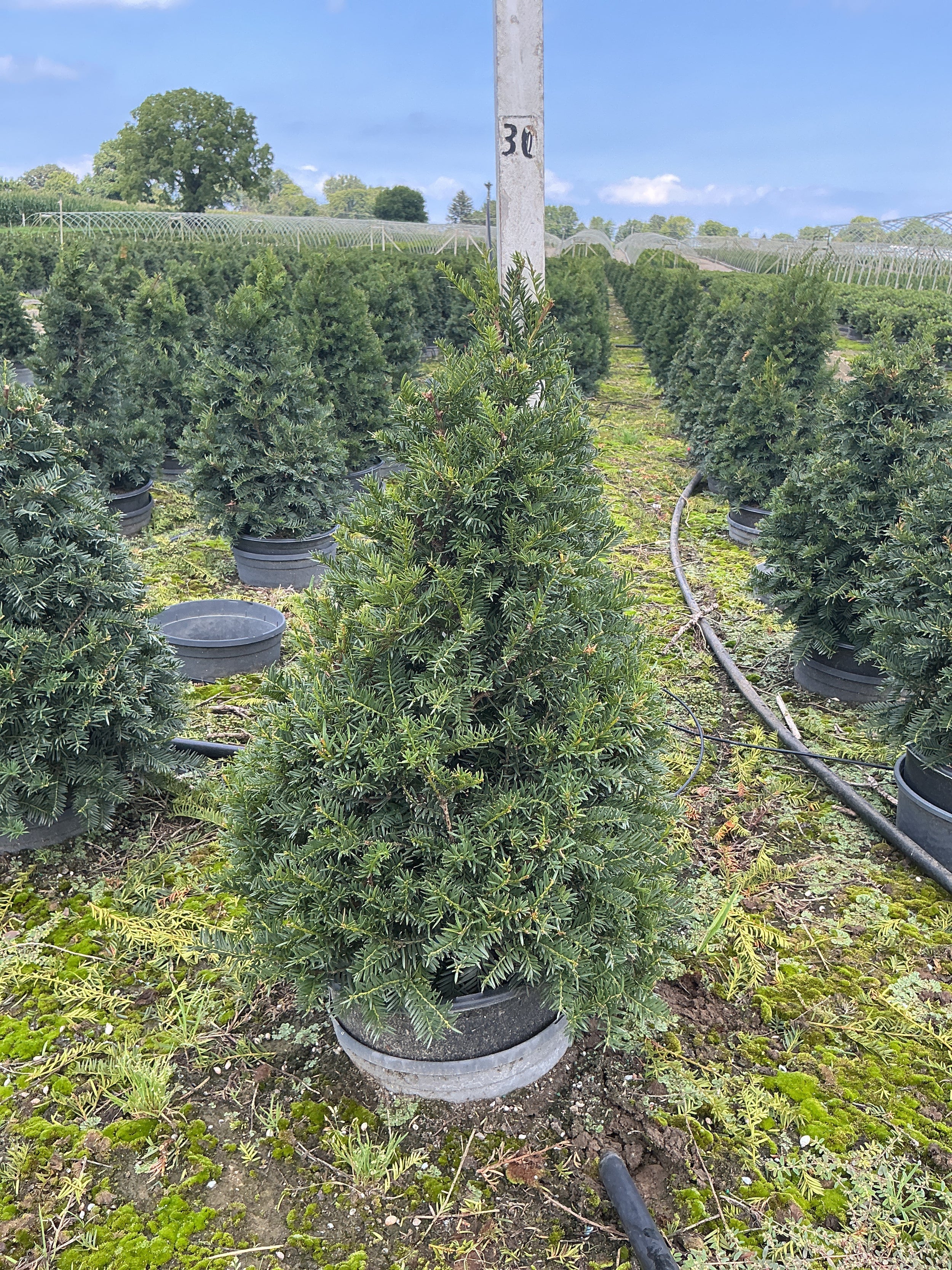 Taxus cuspidata 'Captain'