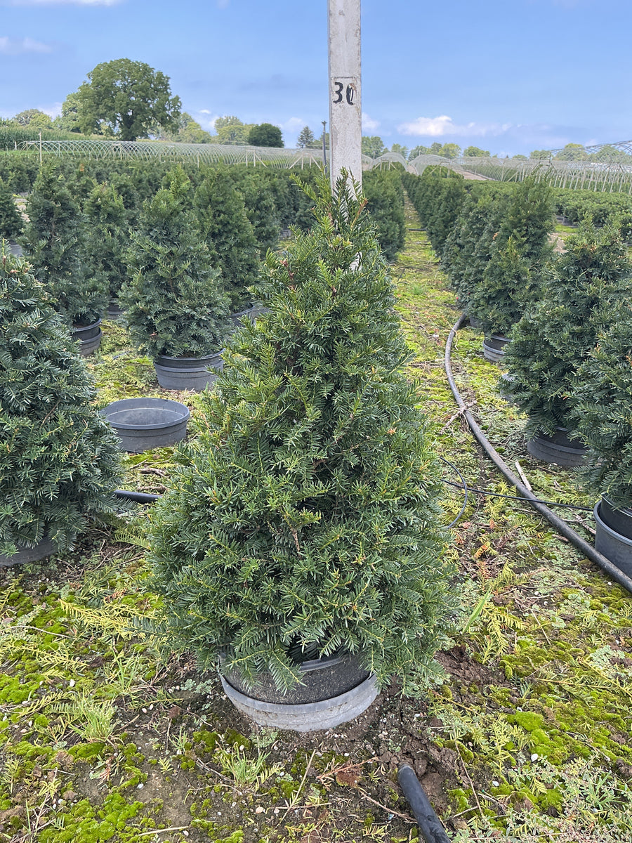 Taxus cuspidata 'Captain'