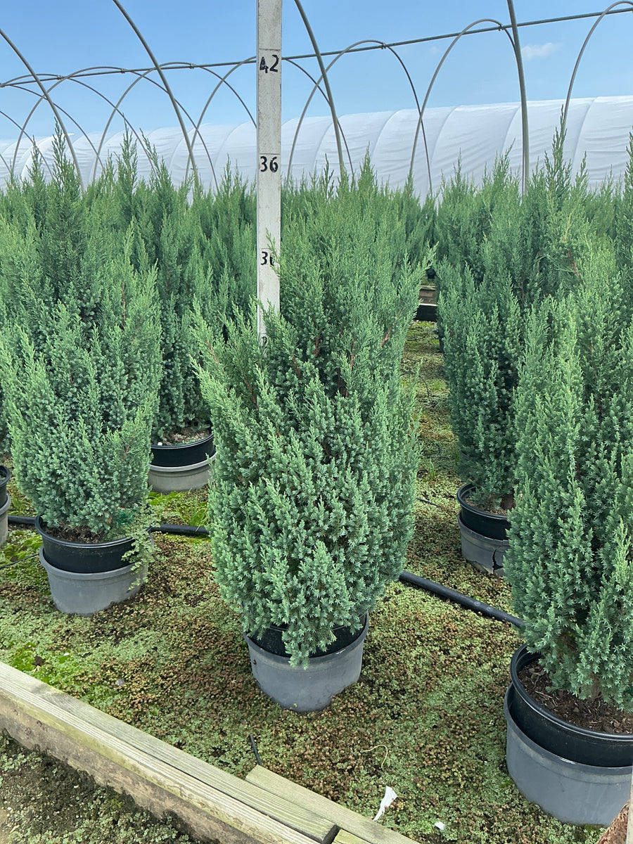 Juniperus chinensis 'Blue Point'