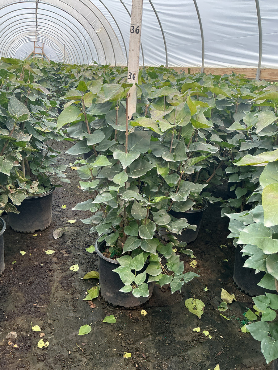 Syringa x hyacin. 'Pocahontas'