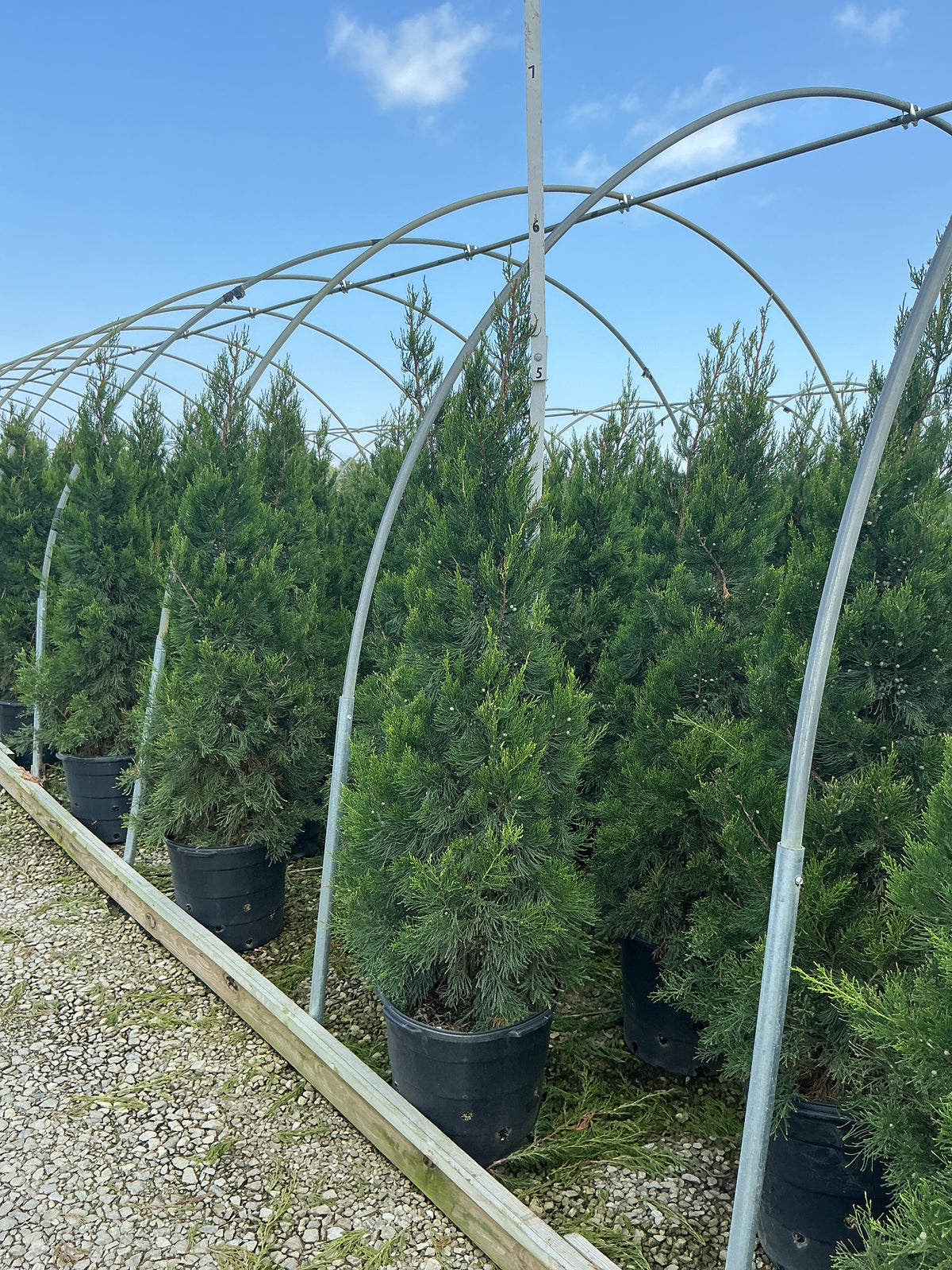 Juniperus chinensis 'Hetzii Columnaris'