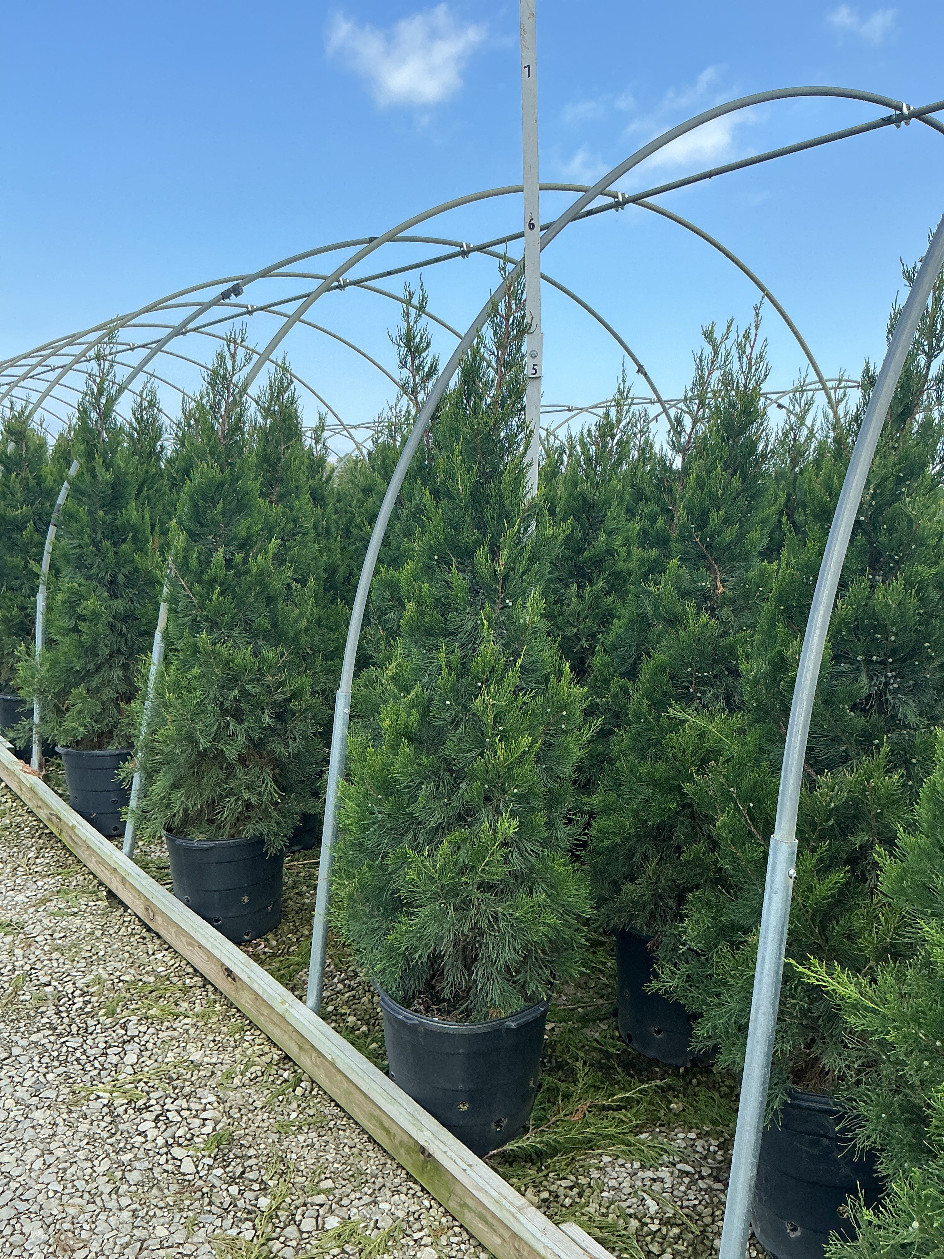 Juniperus chinensis 'Hetzii Columnaris'