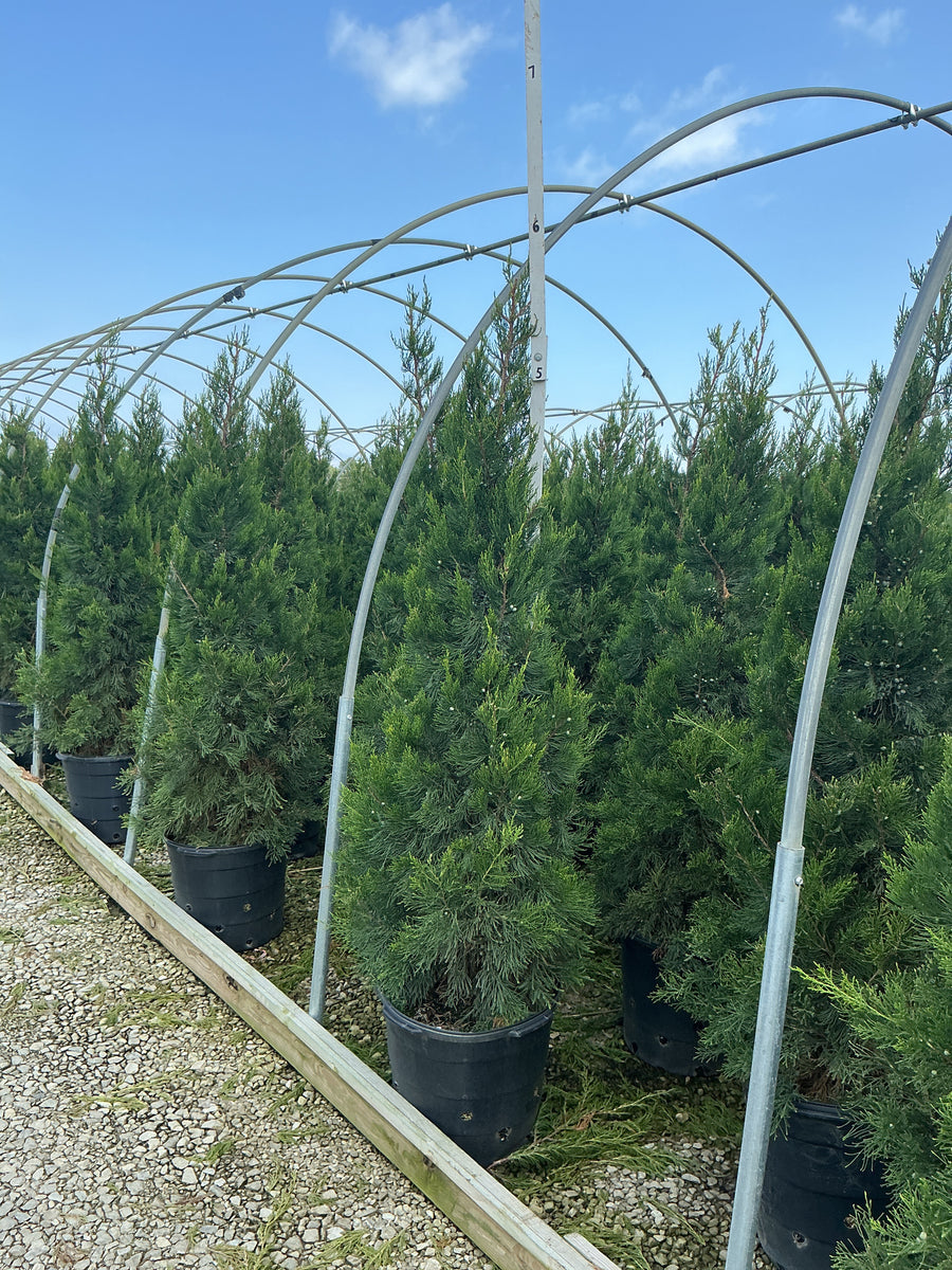 Juniperus chinensis 'Hetzii Columnaris'