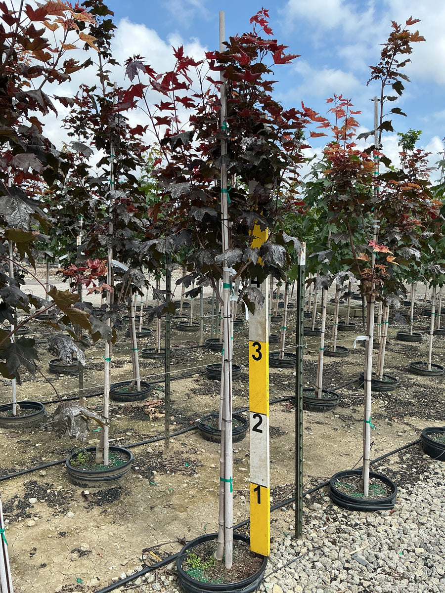 Acer platanoides 'Crimson King' â€” G7 72