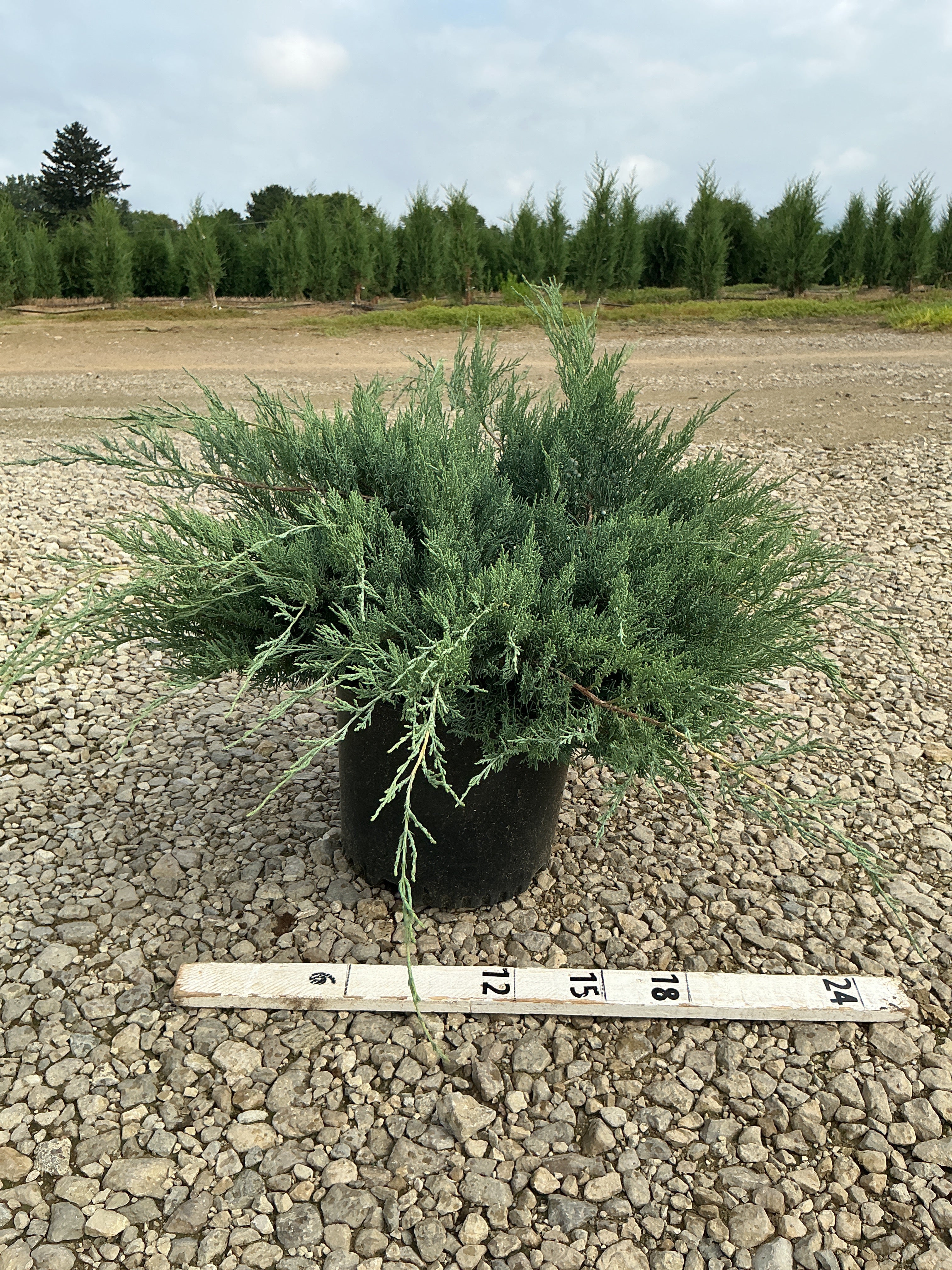 Juniperus virginiana 'Grey Owl'