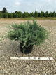 Juniperus virginiana 'Grey Owl'