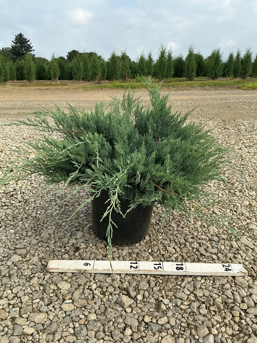 Juniperus virginiana 'Grey Owl'