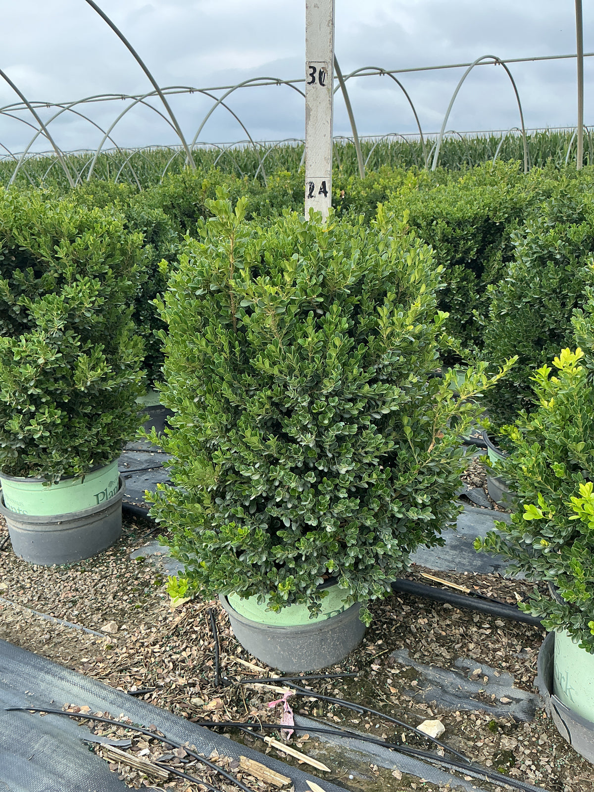 Buxus x 'Cranberry Creek'