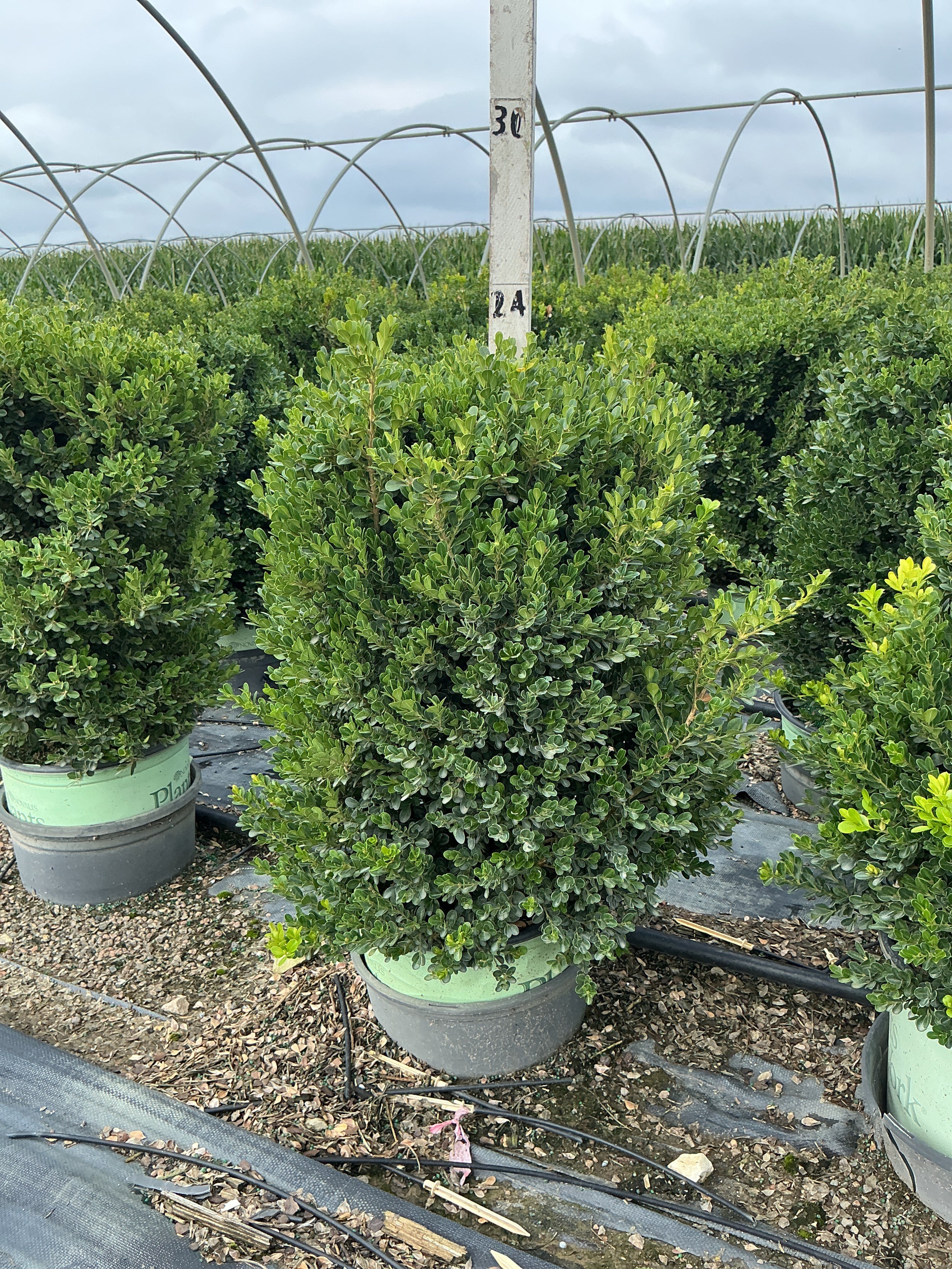 Buxus x 'Cranberry Creek'