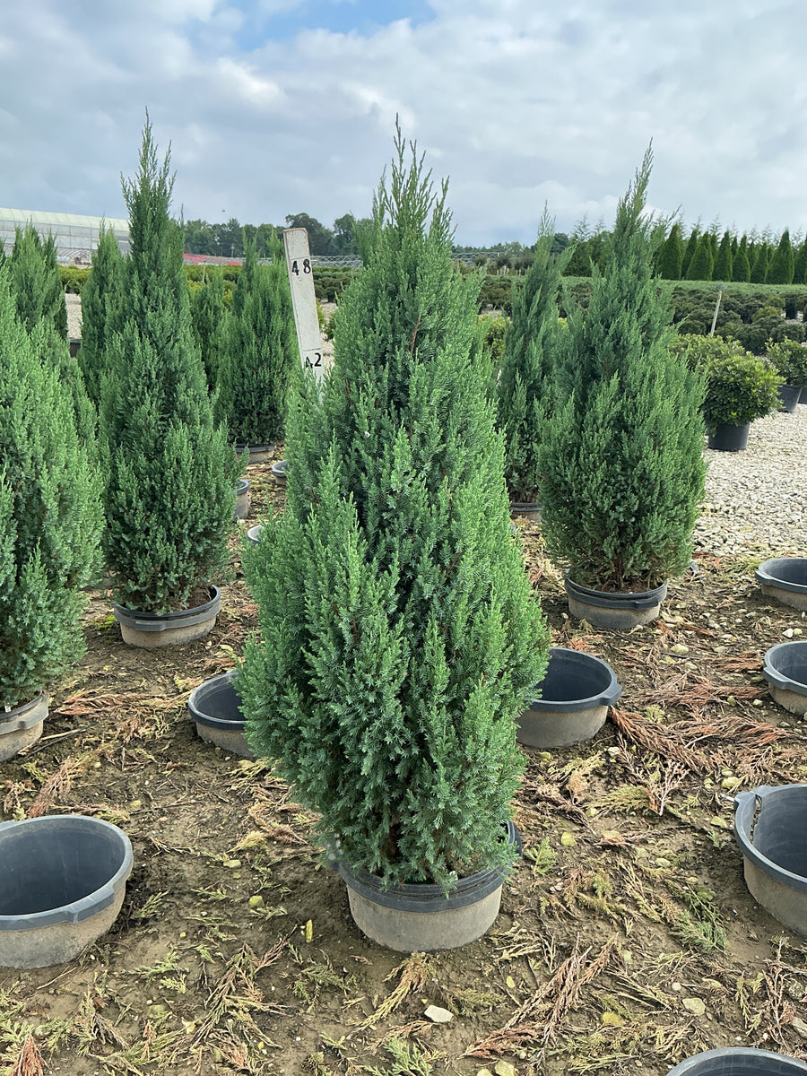 Juniperus chinensis 'Blue Point'